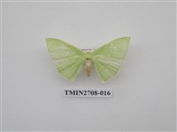 藏品(尺蛾255)的圖片